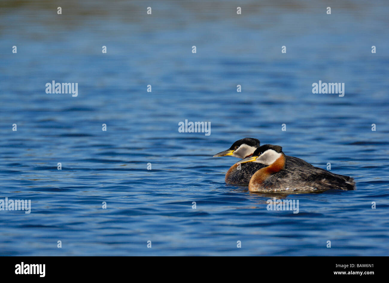 Red-necked Grebe 09375 Stockfoto