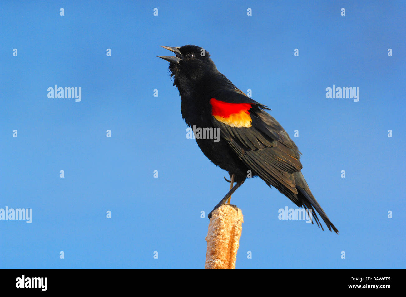Rotschulterstärling 09351 Stockfoto