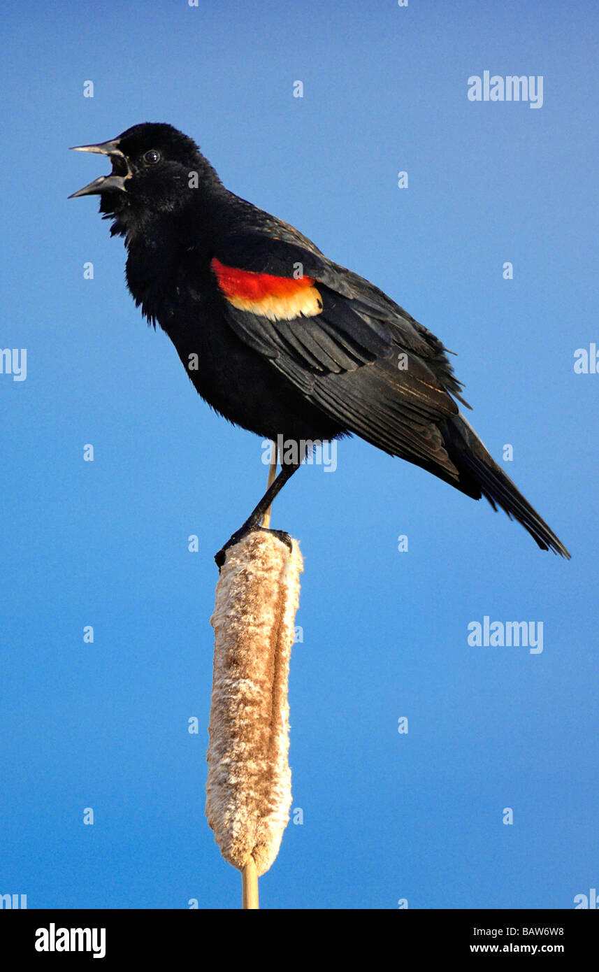 Rotschulterstärling 09352 Stockfoto