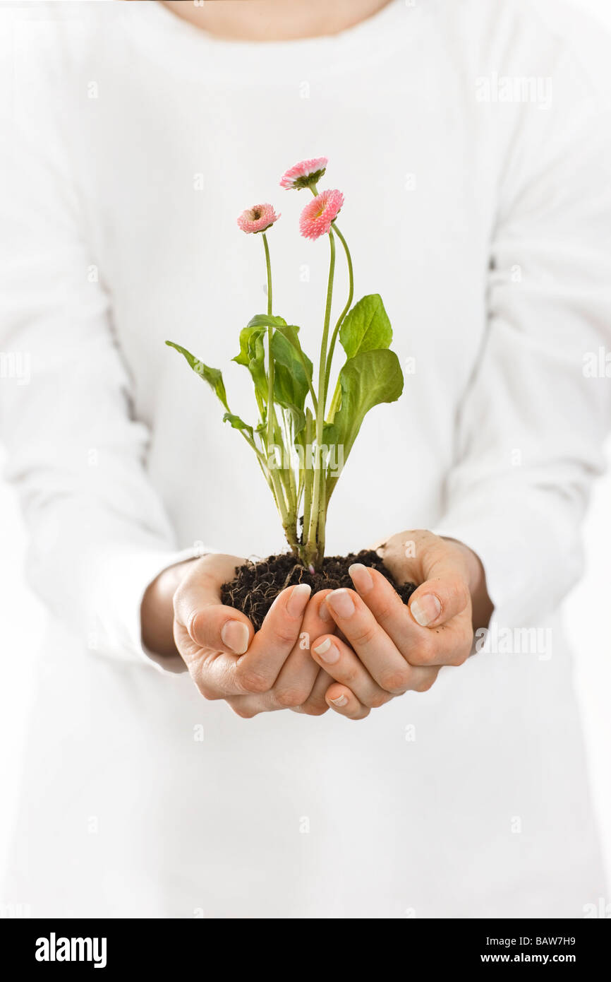 Wachsende grüne Pflanze - Blume halten von jungen Womans Hände Stockfoto