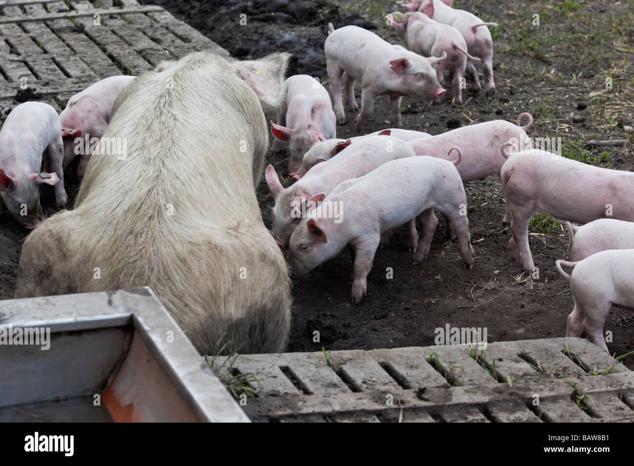 Ferkel füttern von einer Sau auf einem Bio-Schwein-Bauernhof in der  Schweiz. Schweine Stockfotografie - Alamy