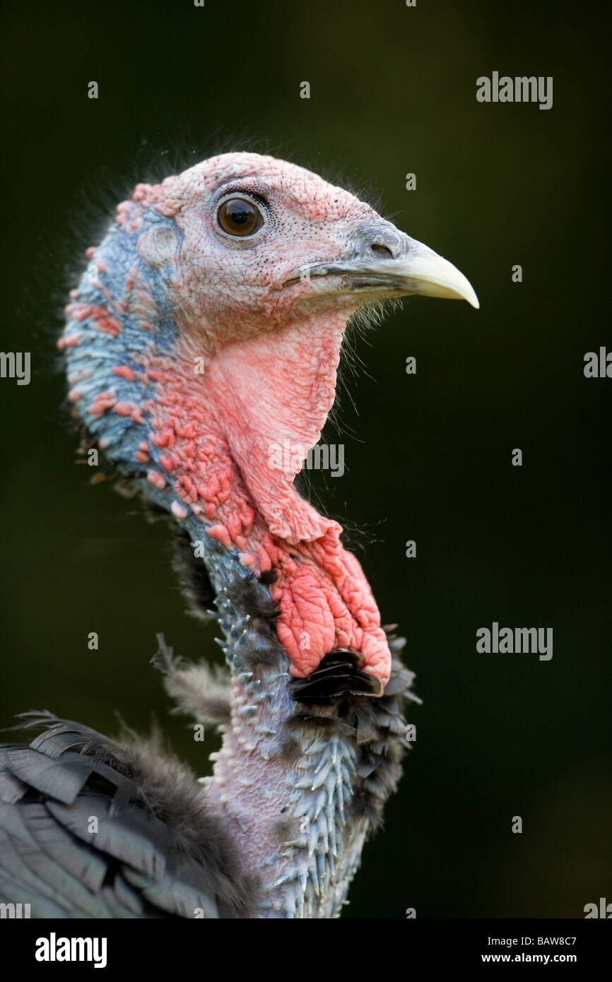 Wilder Truthahn Porträt - Meleagris gallopavo Stockfoto