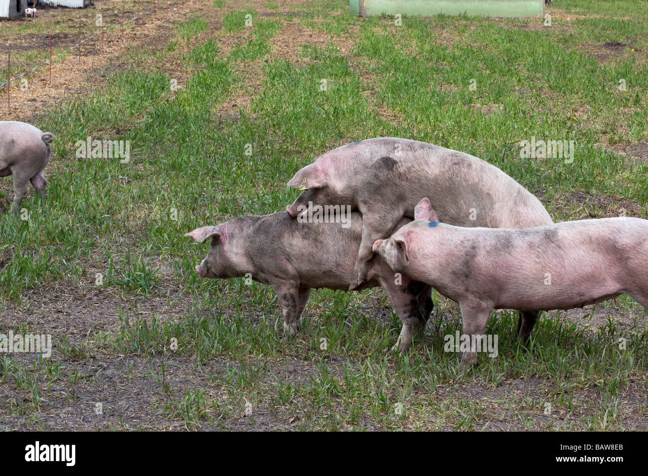 Junge weibliche Schweine spielen beim Sex Bio Schweinefarm in der  