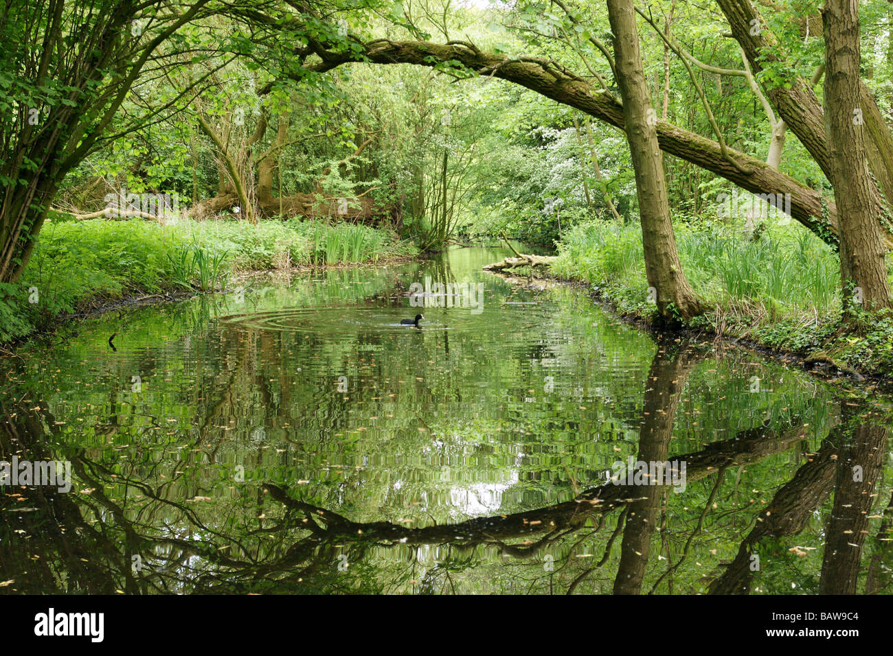 Grüner Teich Stream Marsh Wasseroberfläche unter Baumkronen mit einem