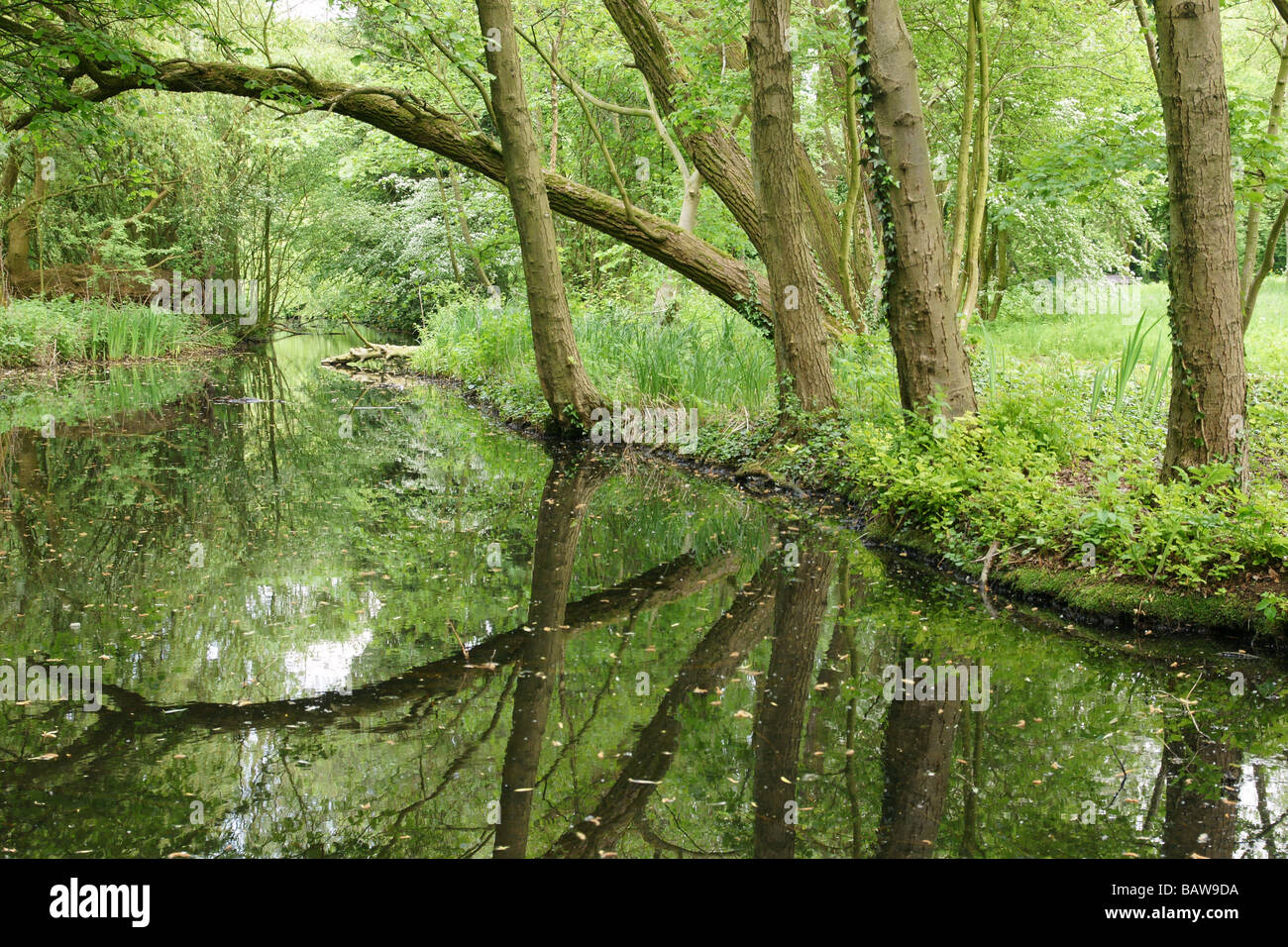 Grüner Teich Stream Marsh Wasseroberfläche unter Baumkronen mit einem