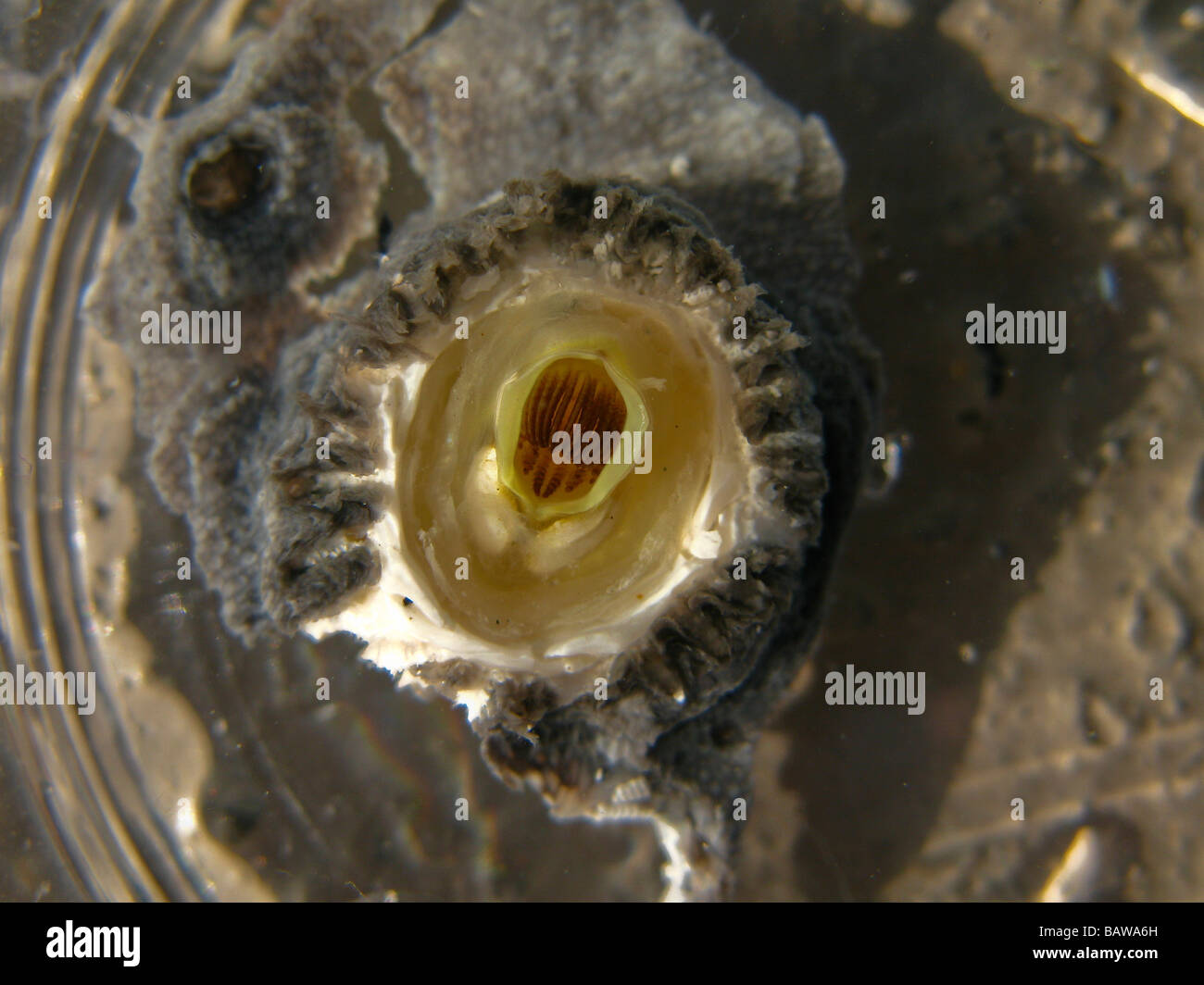 Barnacle Cryptolepas Rhachianecti Grey Whale Grauwal Eschrichtius Robustus Seepocke Grauwal aalartigen auf Wal-Haut Stockfoto