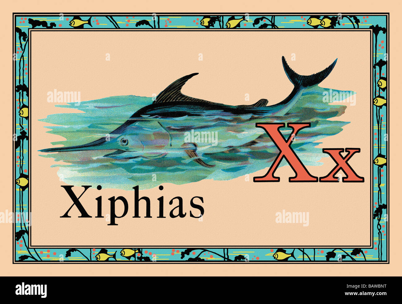 Xiphias Stockfoto
