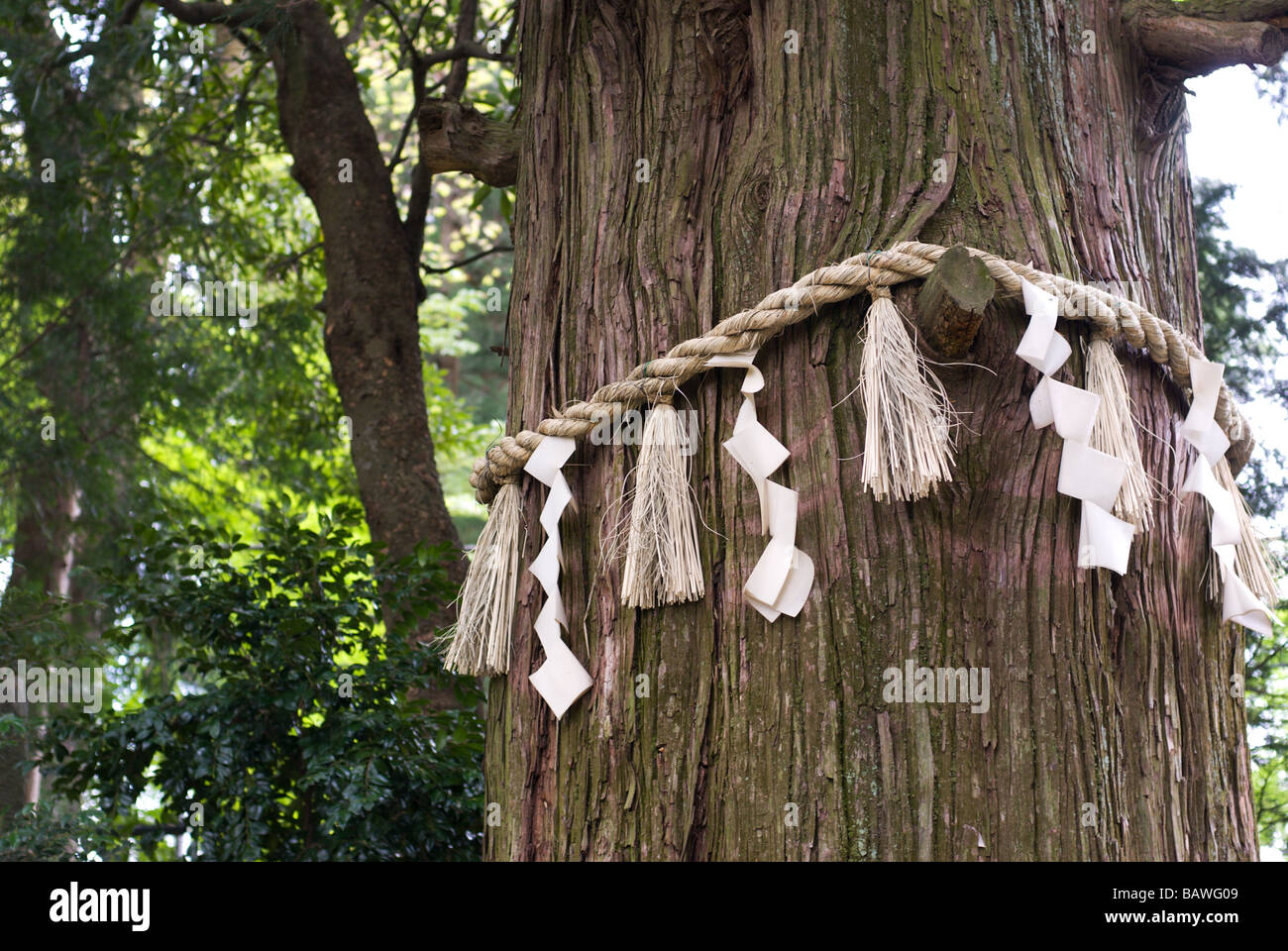 Shintoistische heilige Baum dekoriert mit Shimenawa Seilen, Takao, Japan Stockfoto