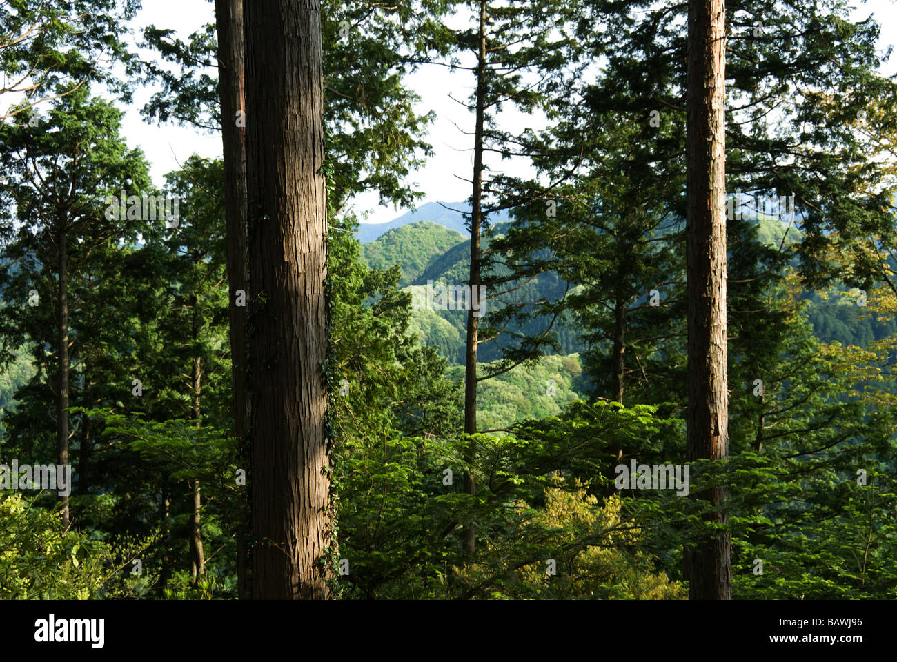 Japanische Zedernbäume gegen die Aussicht auf die bewaldeten Hügel von Mount Takao, Japan Stockfoto