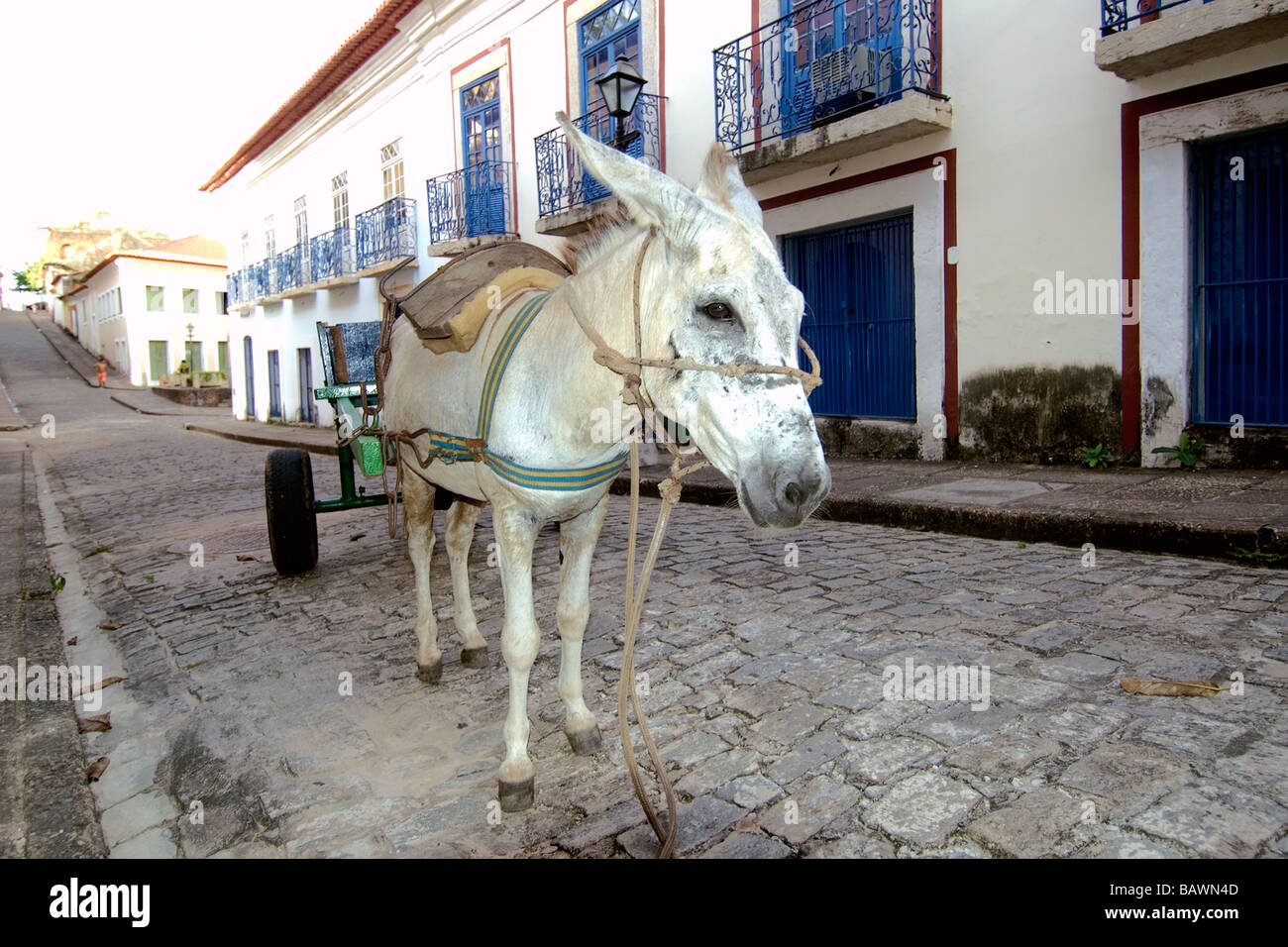 Esel auf den Straßen des historischen Zentrums in Sao Luis Maranhao Brasilien Stockfoto