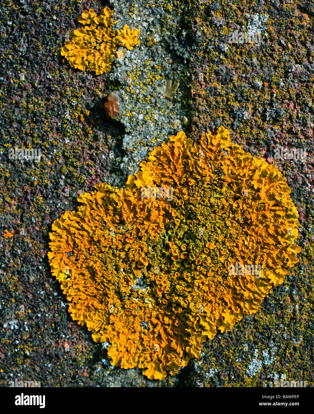 Gemeinsamen orangefarbenen Flechten, Xanthoria Parietina, Kent, UK. Stockfoto