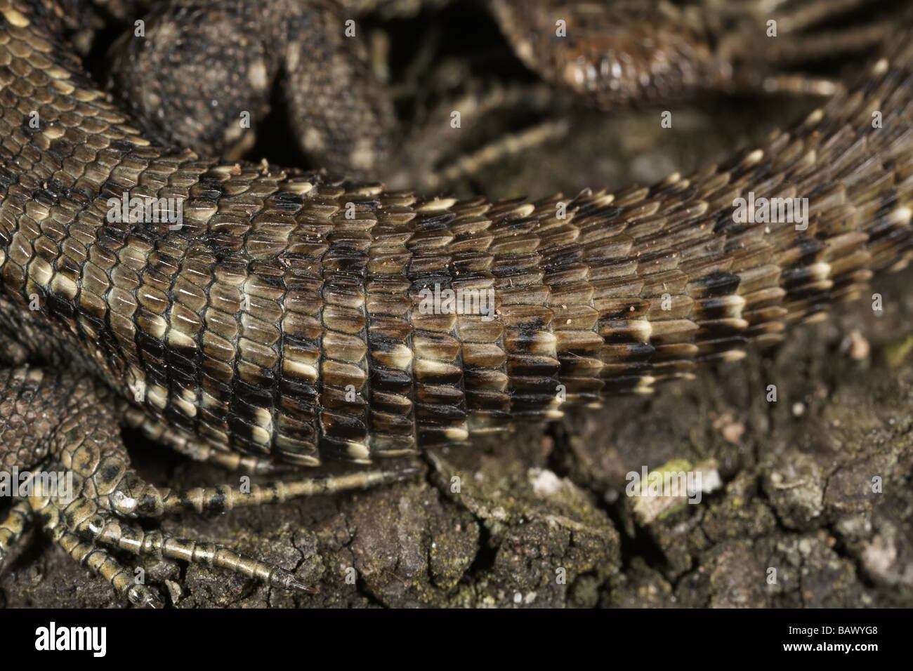 Nahaufnahme eines gemeinsamen oder Viviparous Eidechse s Schwanzes Lacerta Vivipara Allerthorpe gemeinsamen East Yorkshire UK Stockfoto