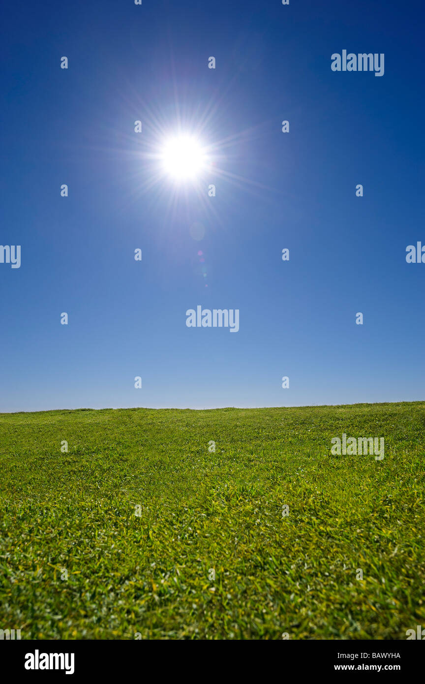 Grasgrün und blauer Himmel Stockfoto