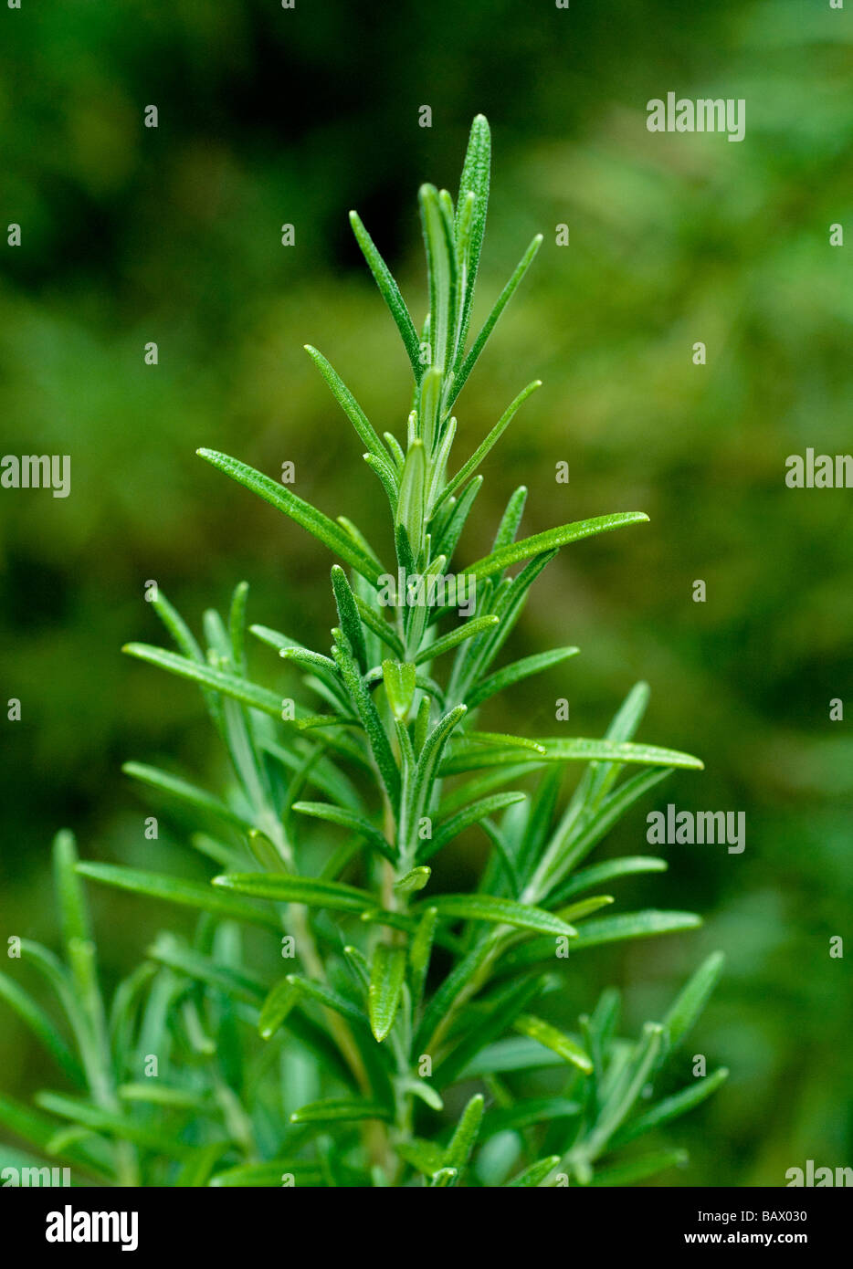 ROSMARIN-PFLANZE WÄCHST IN EINEM GEMÜSEGARTEN (ROSMARINUS OFFICINALIS) Stockfoto