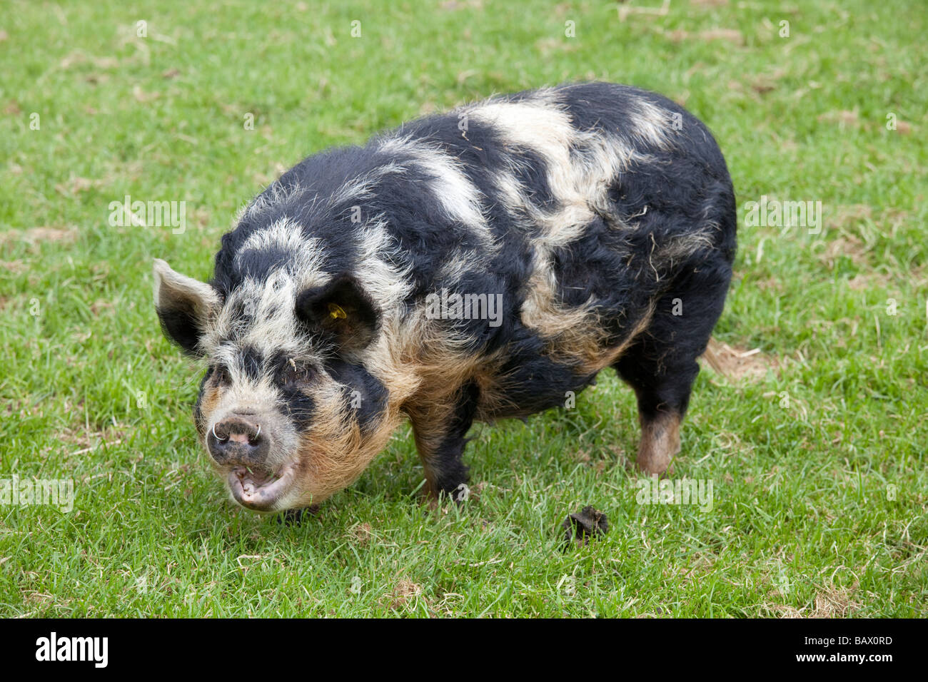Kune säen Weideland Cotswold Farm Park Tempel Guiting Glos UK Stockfoto
