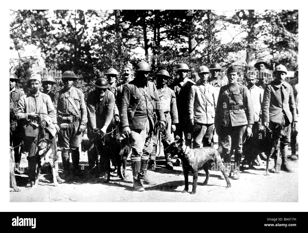 Die Hunde des Krieges Stockfoto