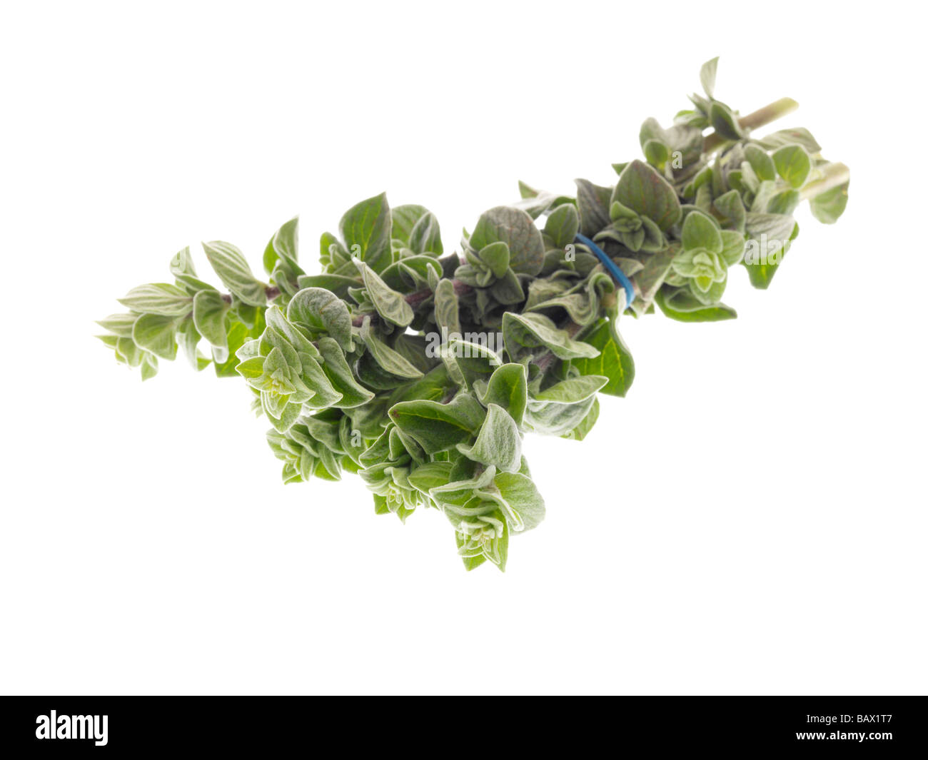 Frisches Bündel oder Zweig der aromatischen Kräuter Oregano gegen einen weißen Hintergrund mit Freistellungspfaden und keine Leute Stockfoto