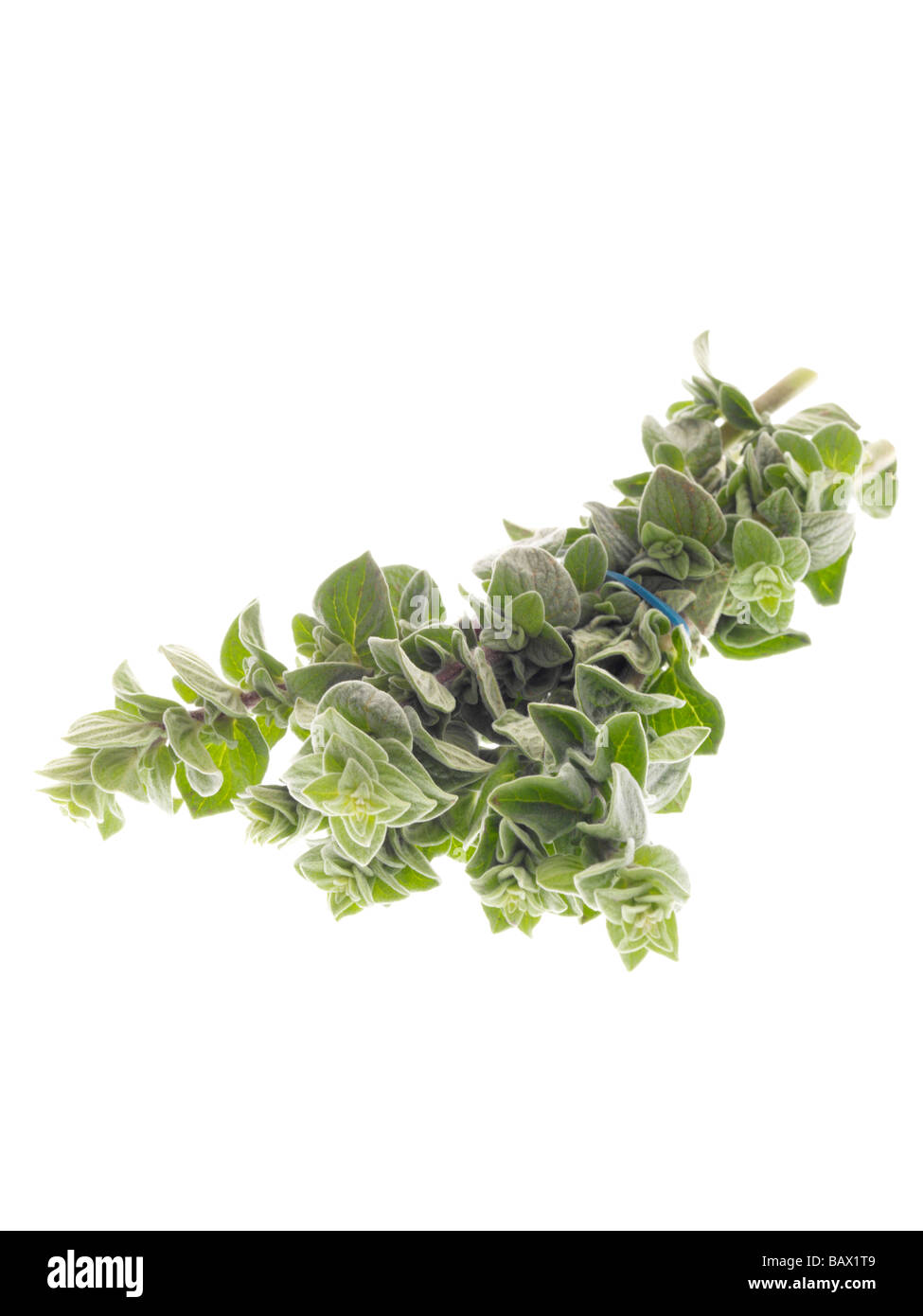 Frisches Bündel oder Zweig der aromatischen Kräuter Oregano gegen einen weißen Hintergrund mit Freistellungspfaden und keine Leute Stockfoto