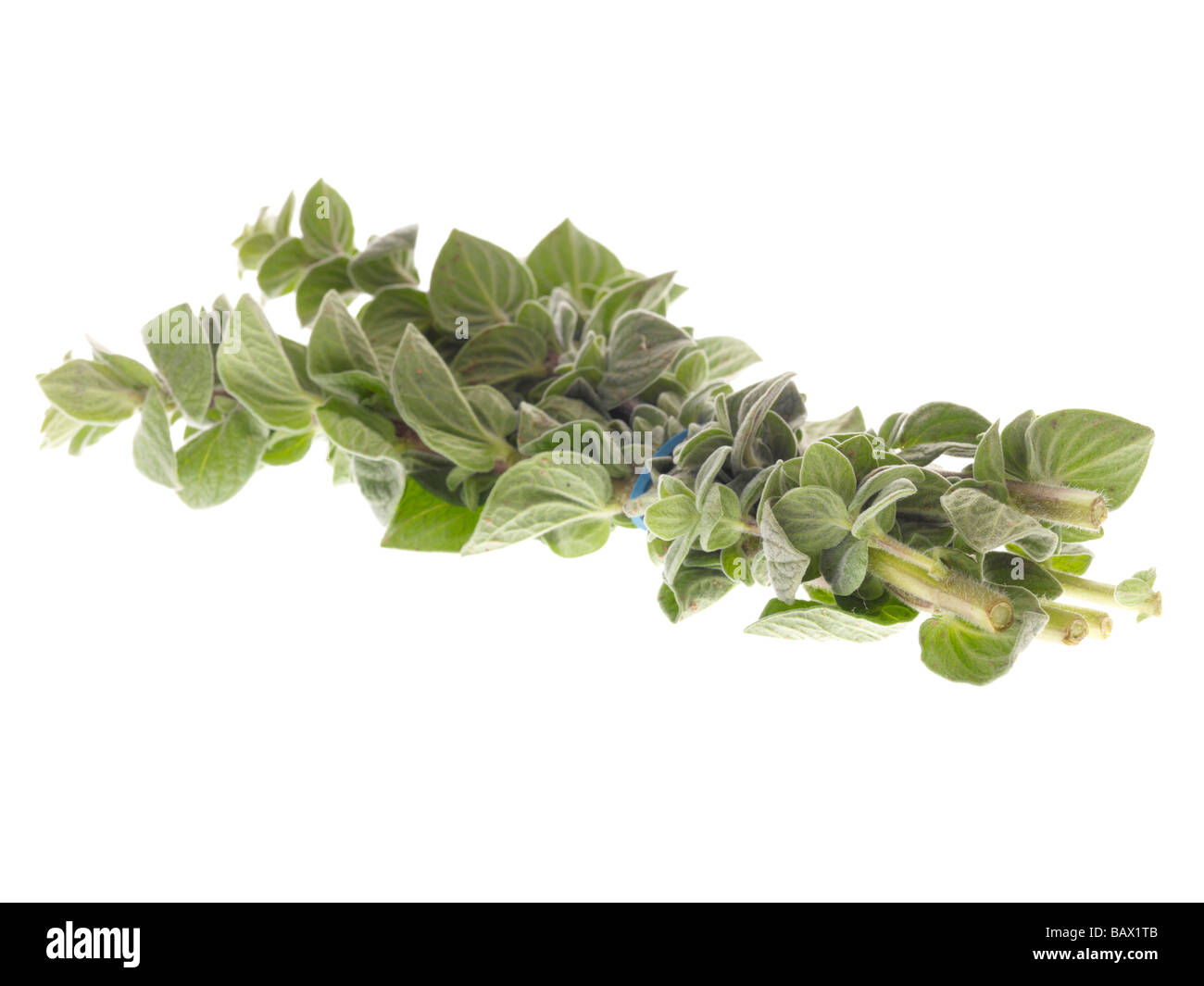 Frisches Bündel oder Zweig der aromatischen Kräuter Oregano gegen einen weißen Hintergrund mit Freistellungspfaden und keine Leute Stockfoto