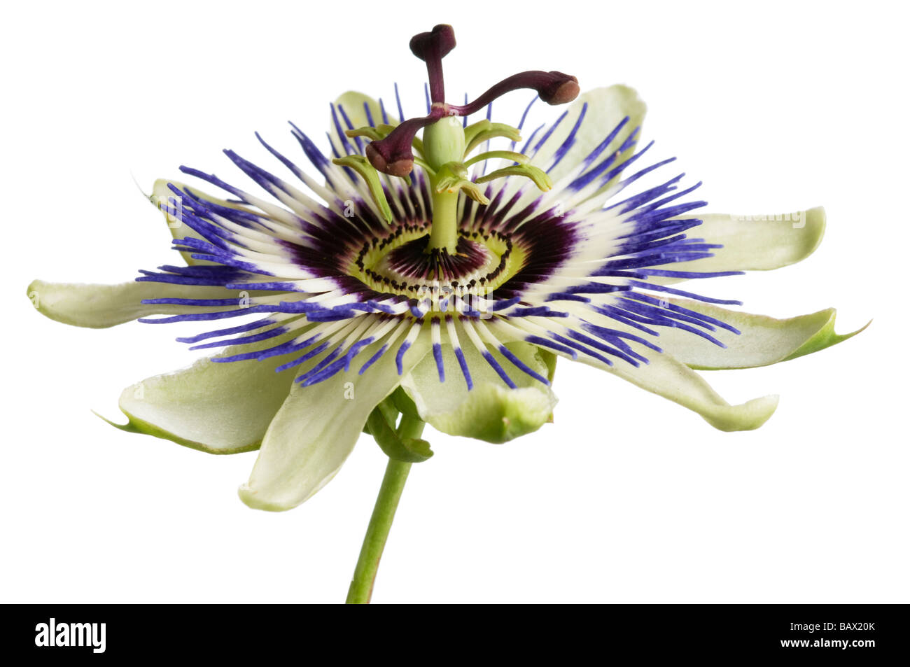 Gemeinsame Leidenschaft Blume Passiflora Caerulia blau Stockfoto