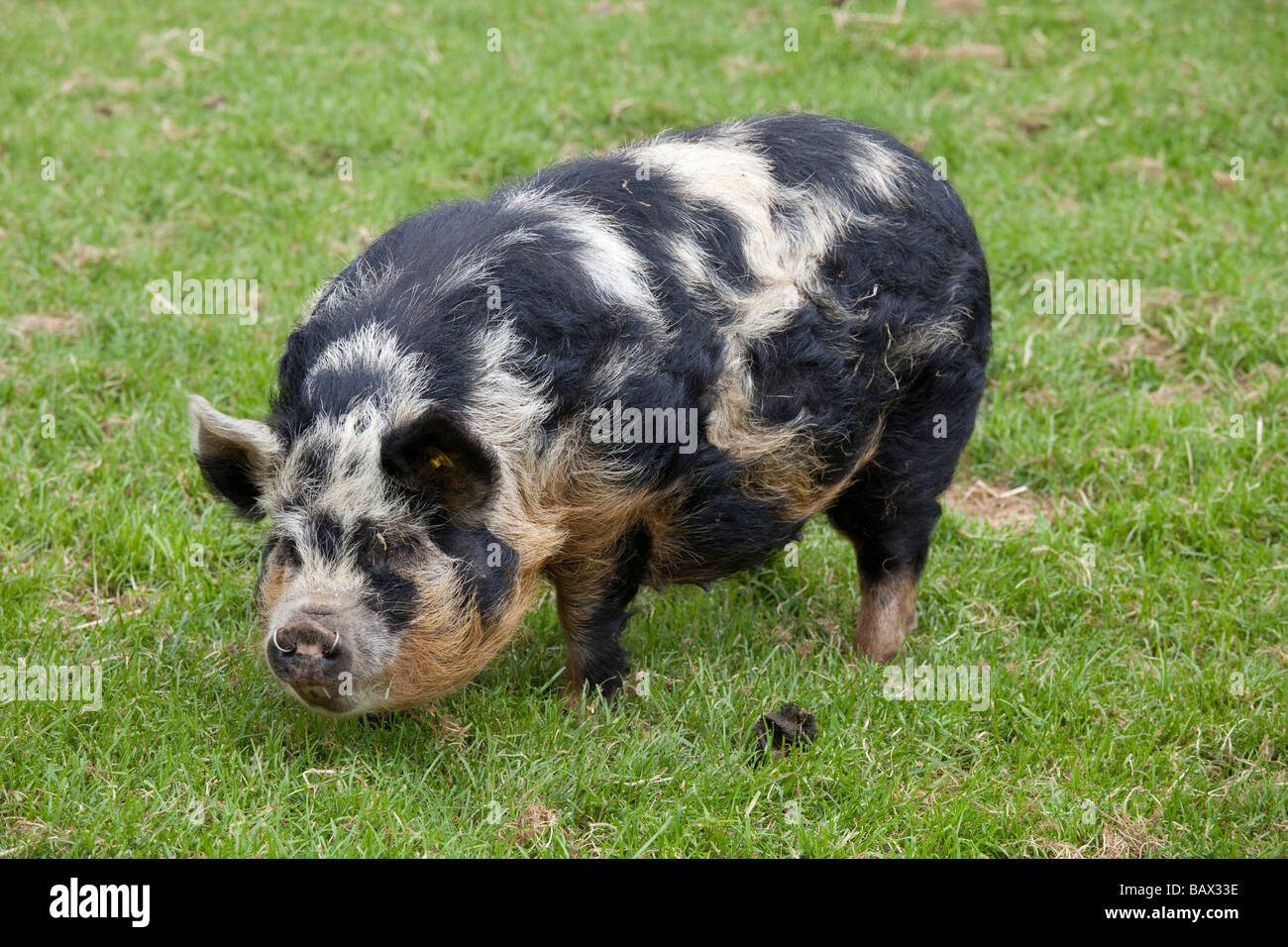 Kune säen Weideland Cotswold Farm Park Tempel Guiting Glos UK Stockfoto