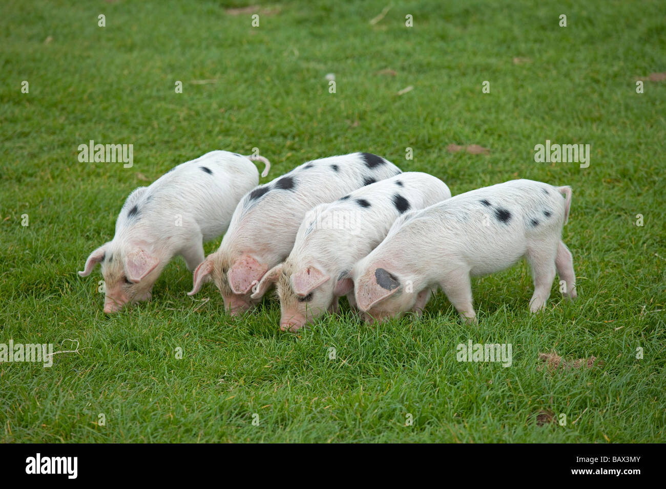 Vier alte Spot Gloucester Ferkel Cotswold Farm Park Tempel Guiting Glos UK Stockfoto