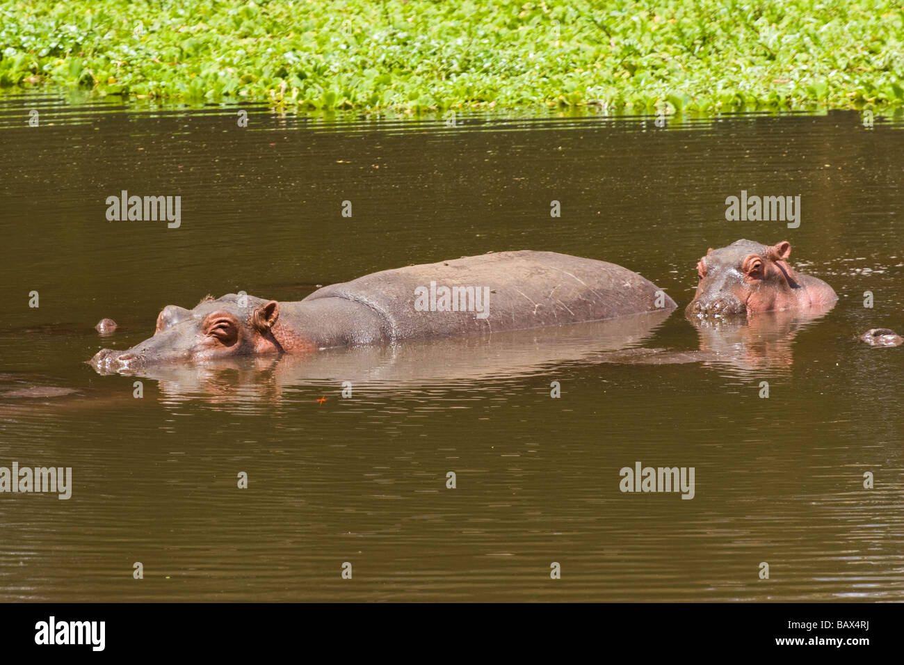 Nilpferde im Fluss Stockfoto