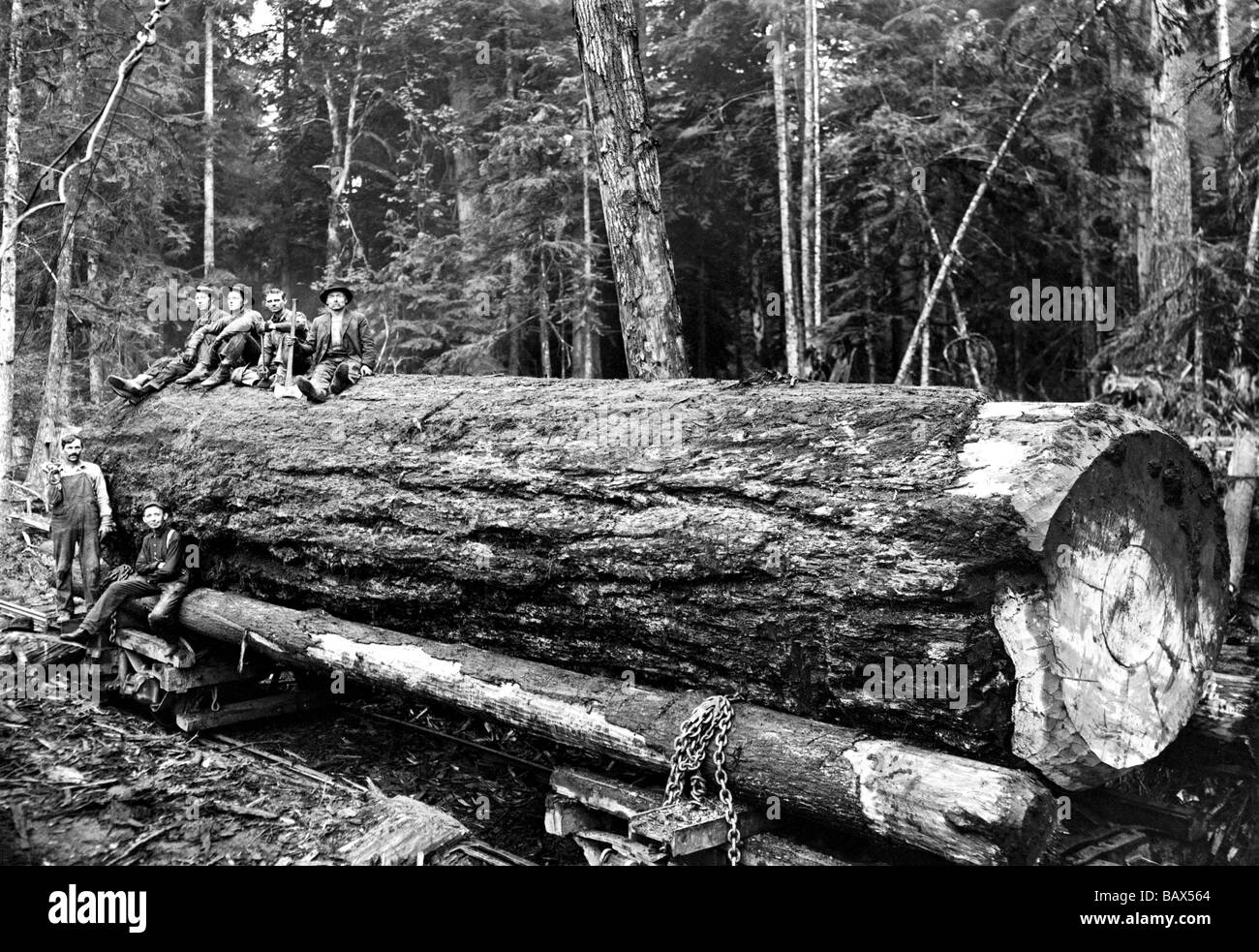 Gefallenen alten Wachstum Stockfoto