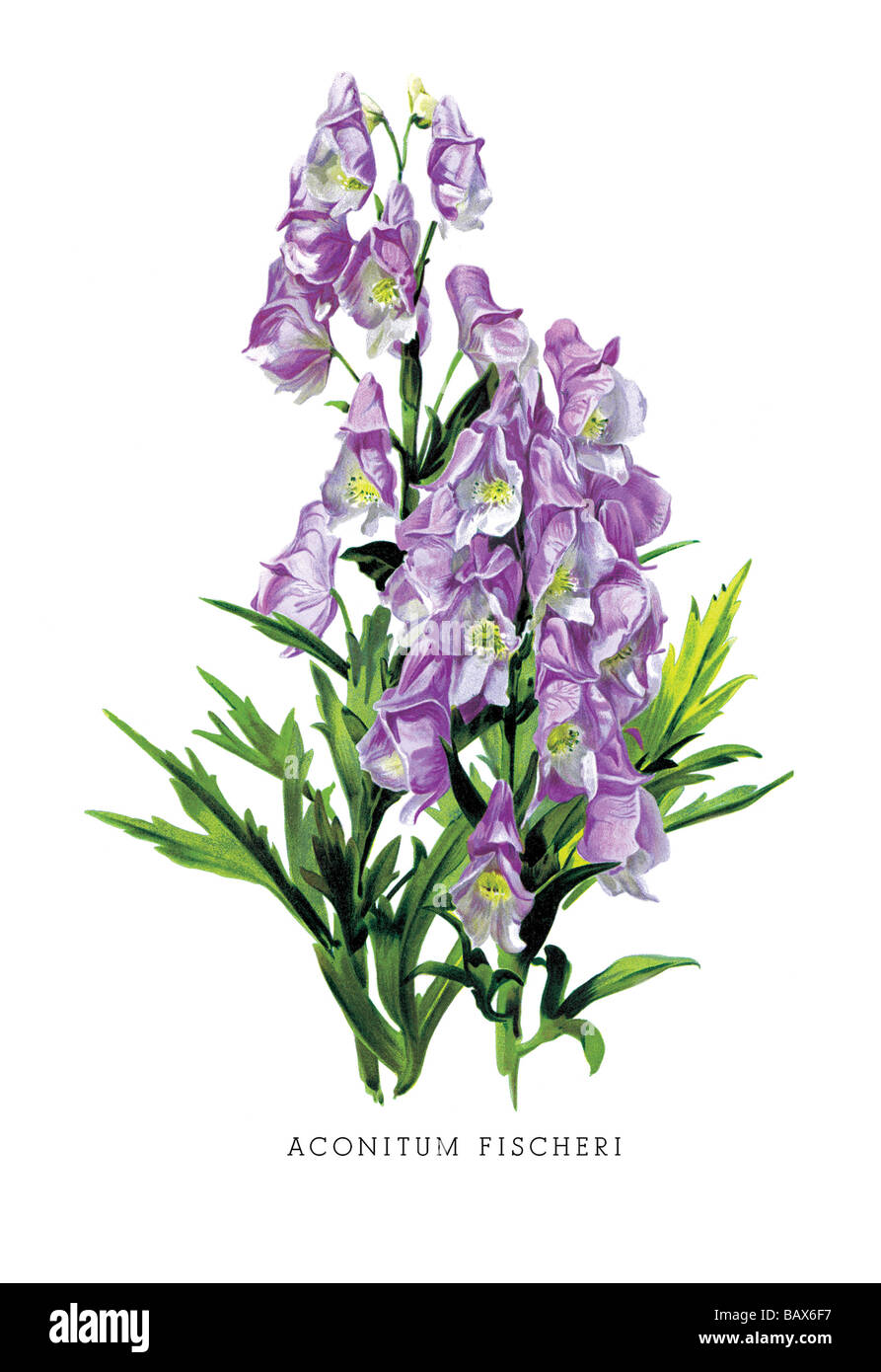 Aconitum fischeri -Fotos und -Bildmaterial in hoher Auflösung – Alamy