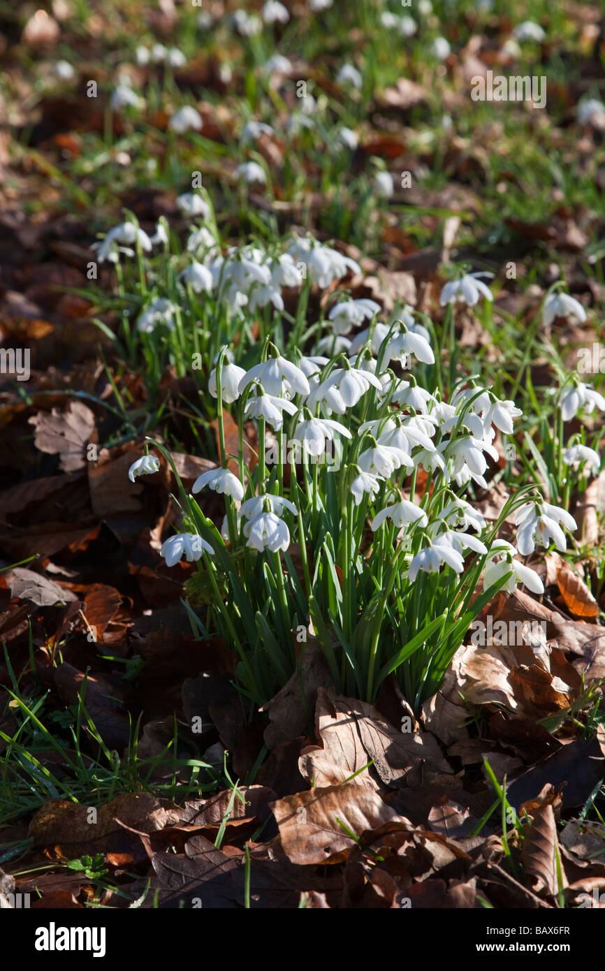 Schneeglöckchen Galanthus Stockfoto