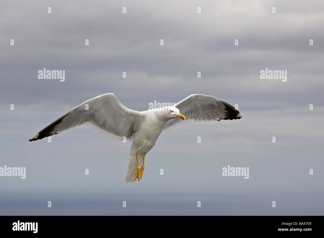 Gelb-legged Möve Landung Stockfoto