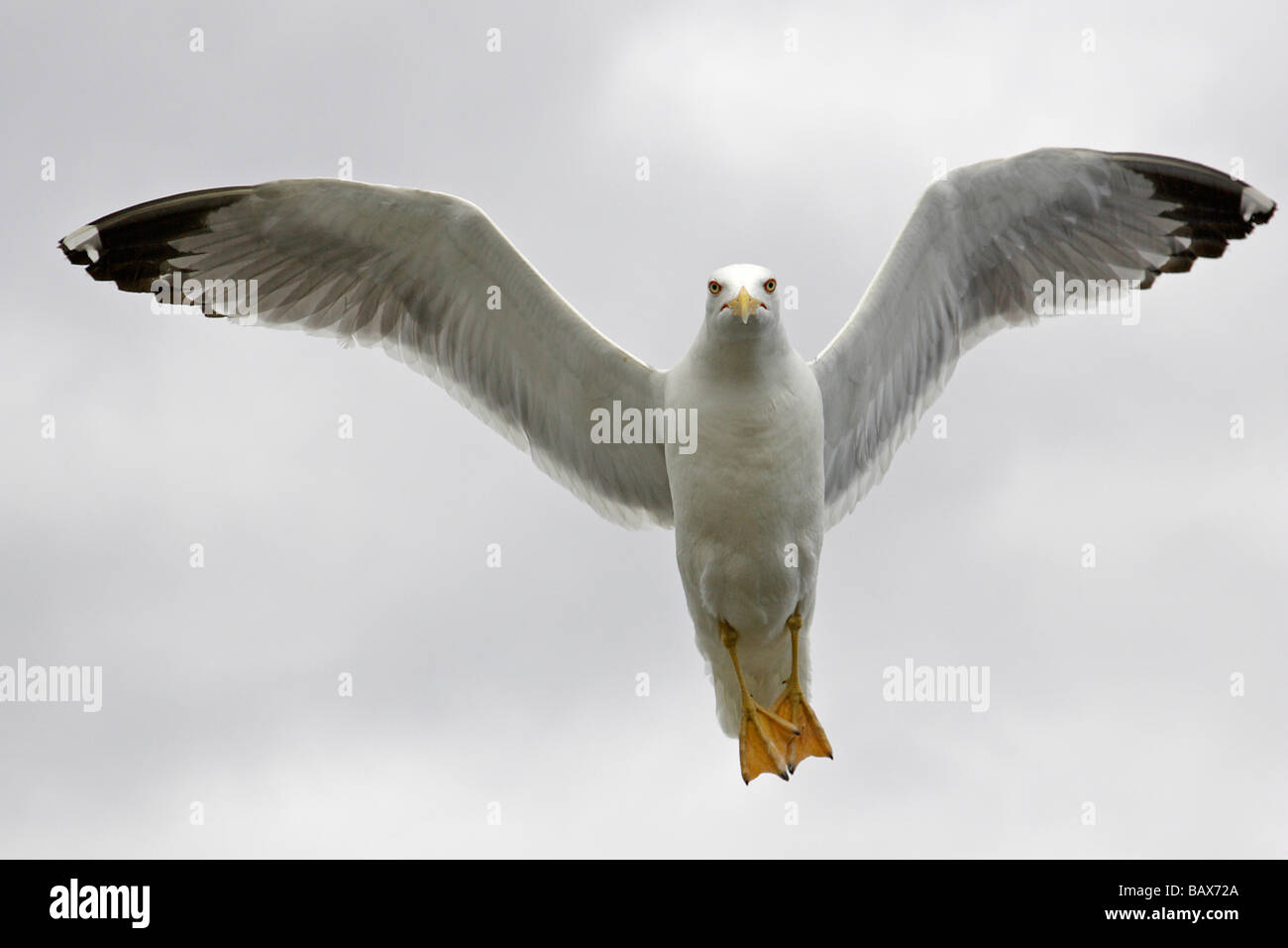 Gelb-beinigen Möwe fliegen Stockfoto