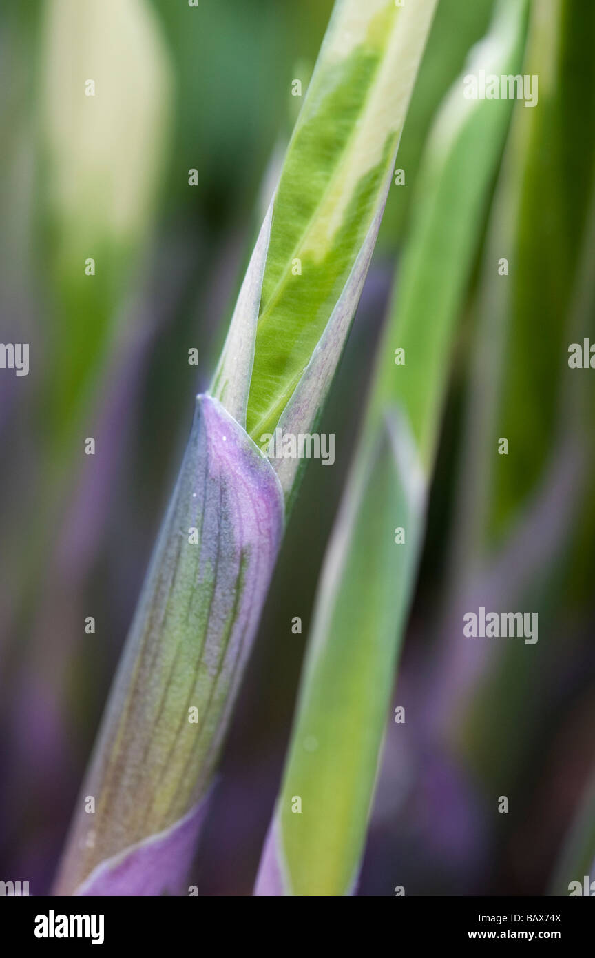 Hosta plant Leaf schießt sich im Frühjahr Stockfoto