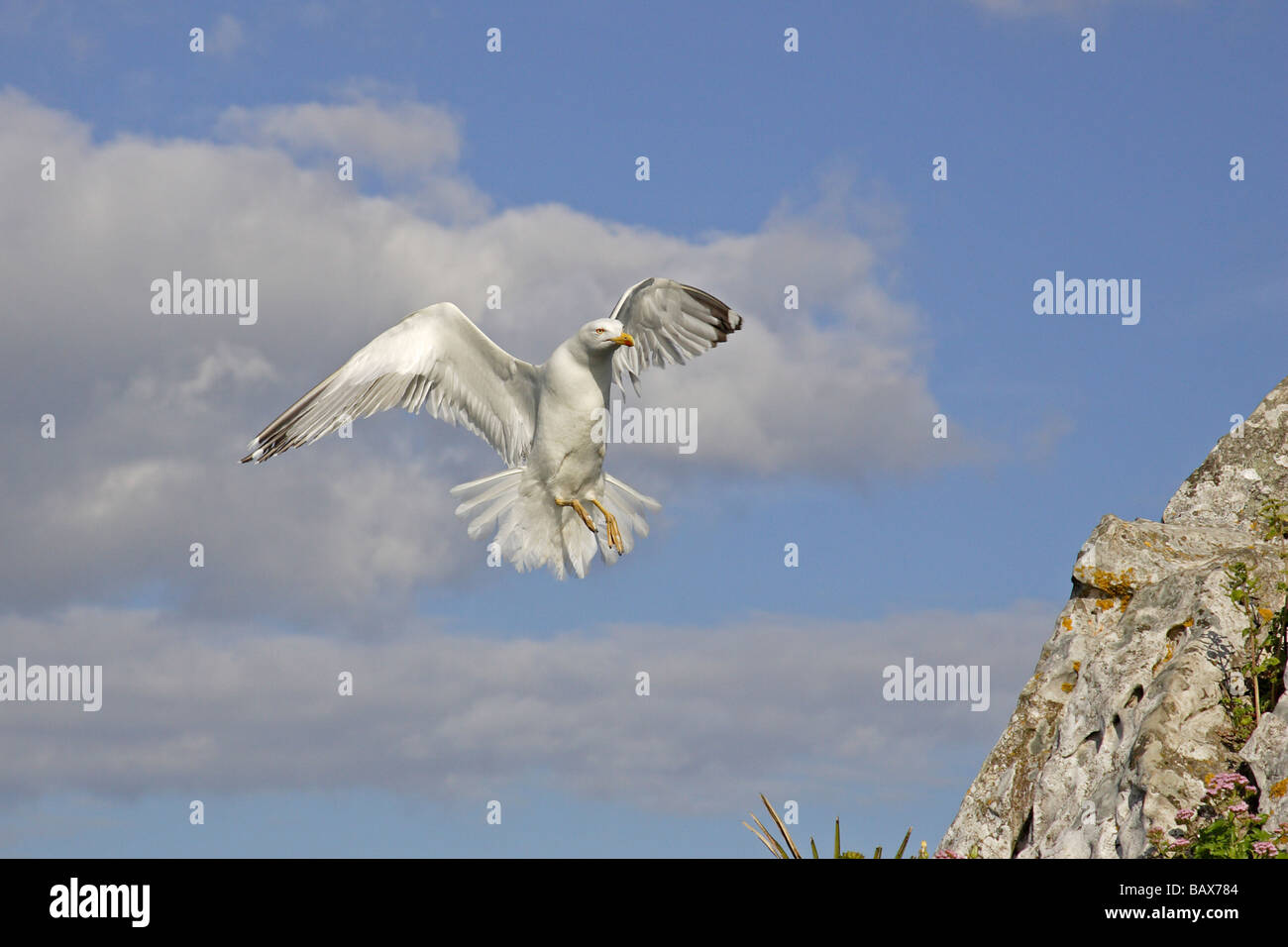 Gelb-legged Möve Landung Stockfoto