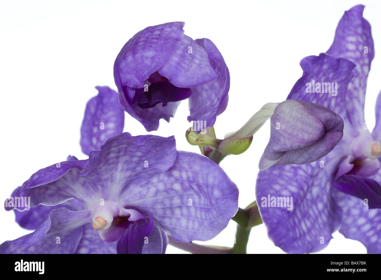 Blaue Vanda Orchidee hautnah Stockfoto