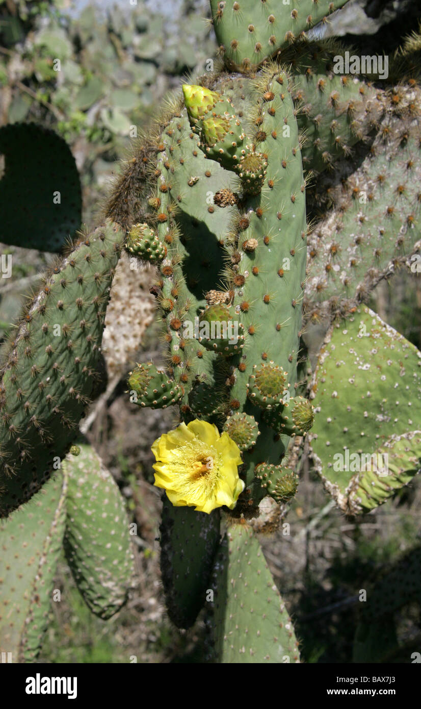 Opuntia Echios Var Barringtonensis, Cactaceae, Santa Cruz Island (Indefatigable), Galapagos-Inseln, Ecuador Stockfoto