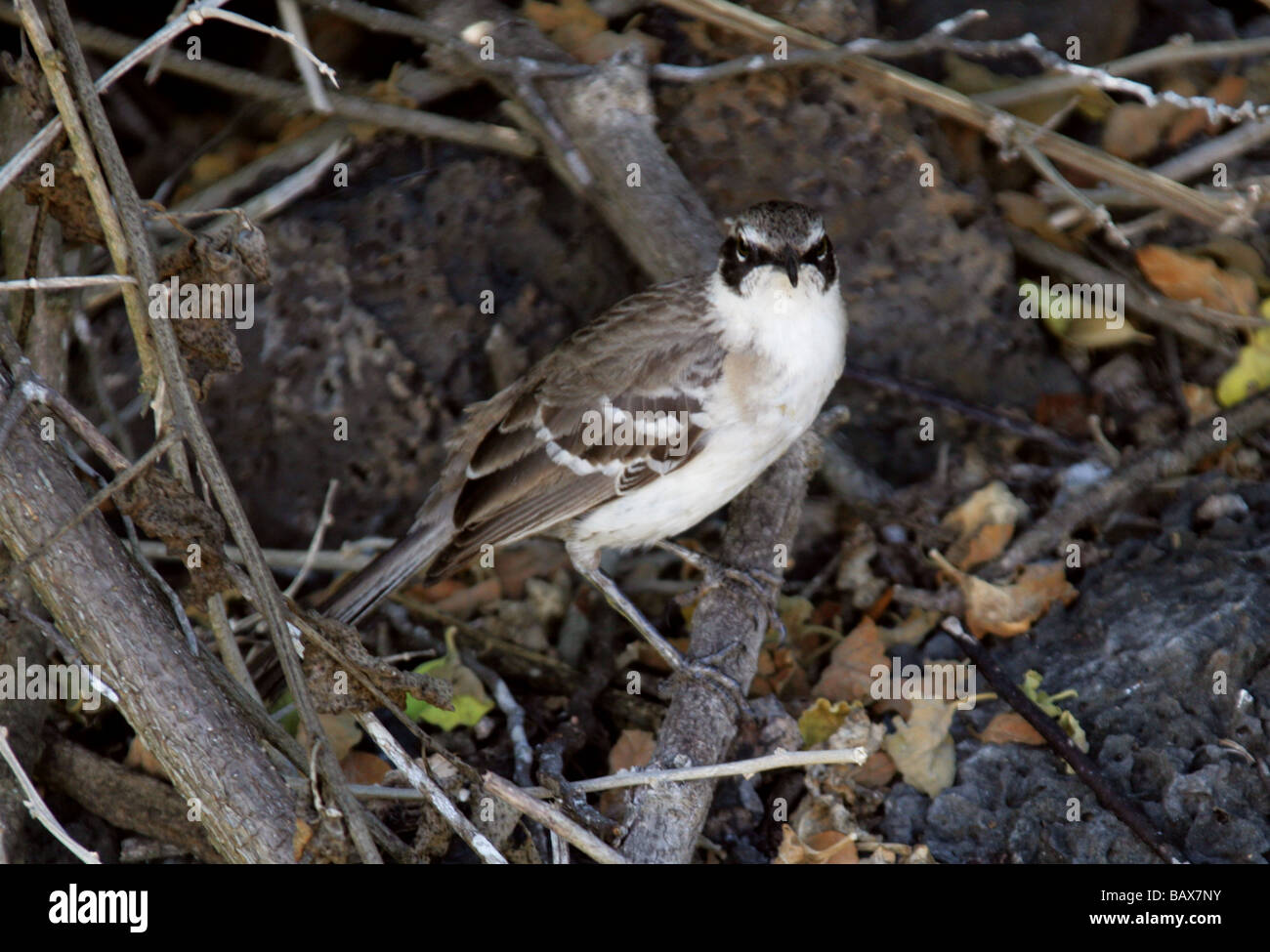 Galapagos-Spottdrossel, zählt Parvulus Syn Mimus Parvulus, Santa Cruz Insel (Indefatigable), Galapagos-Inseln, Ecuador Stockfoto