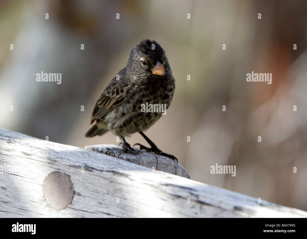 Kleinen Boden-Fink, Geospiza Fuliginosa, aka Darwins Finch, Galapagos Finch oder Geospizinae. Santa Cruz, Galapagos, Ecuador Stockfoto