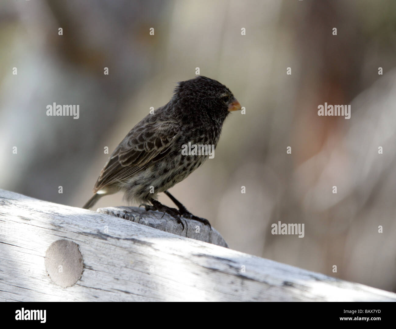 Kleinen Boden-Fink, Geospiza Fuliginosa, aka Darwins Finch, Galapagos Finch oder Geospizinae. Santa Cruz, Galapagos, Ecuador Stockfoto