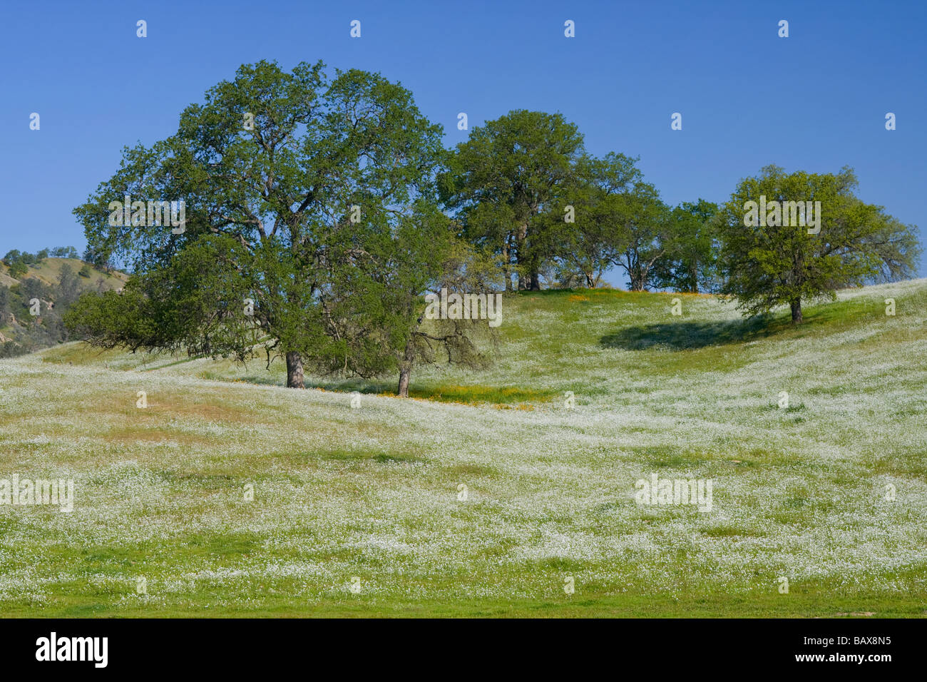 Tal Eiche Bäume auf einer Wiese mit Wildblumen - Fresno, Kalifornien. Stockfoto