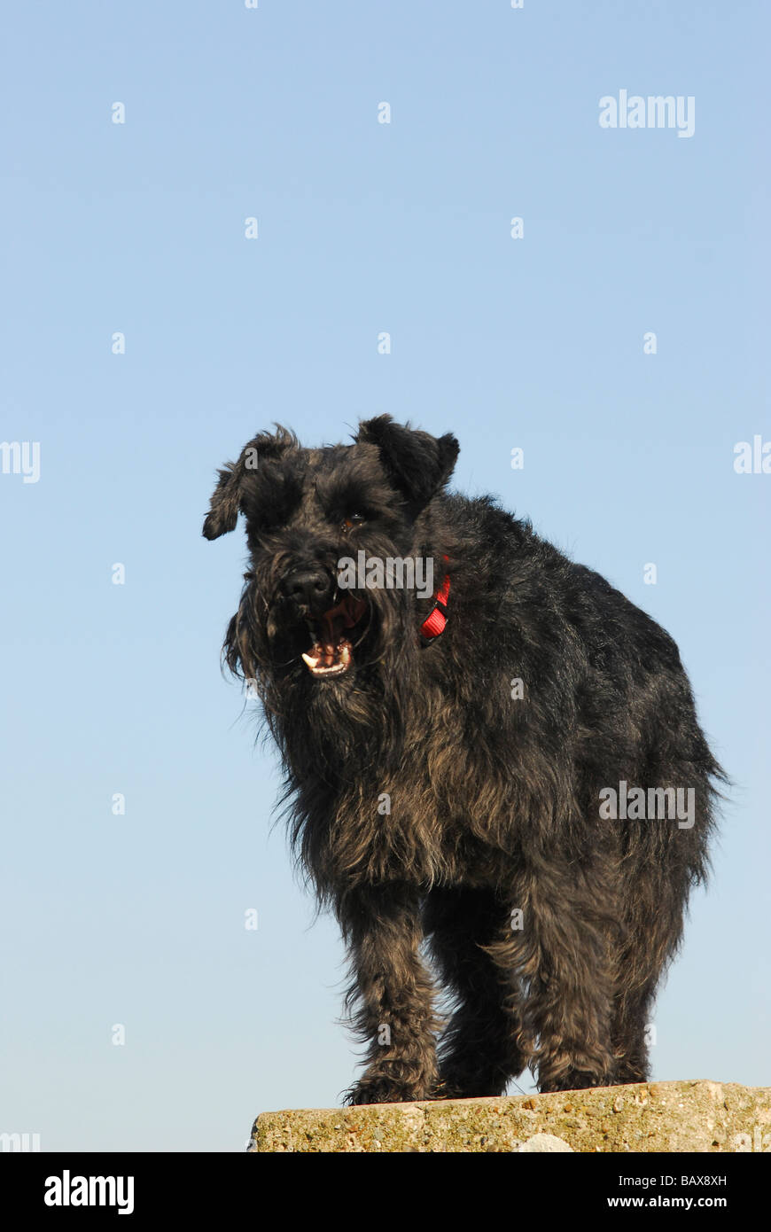 Junge Zwergschnauzer Stockfoto