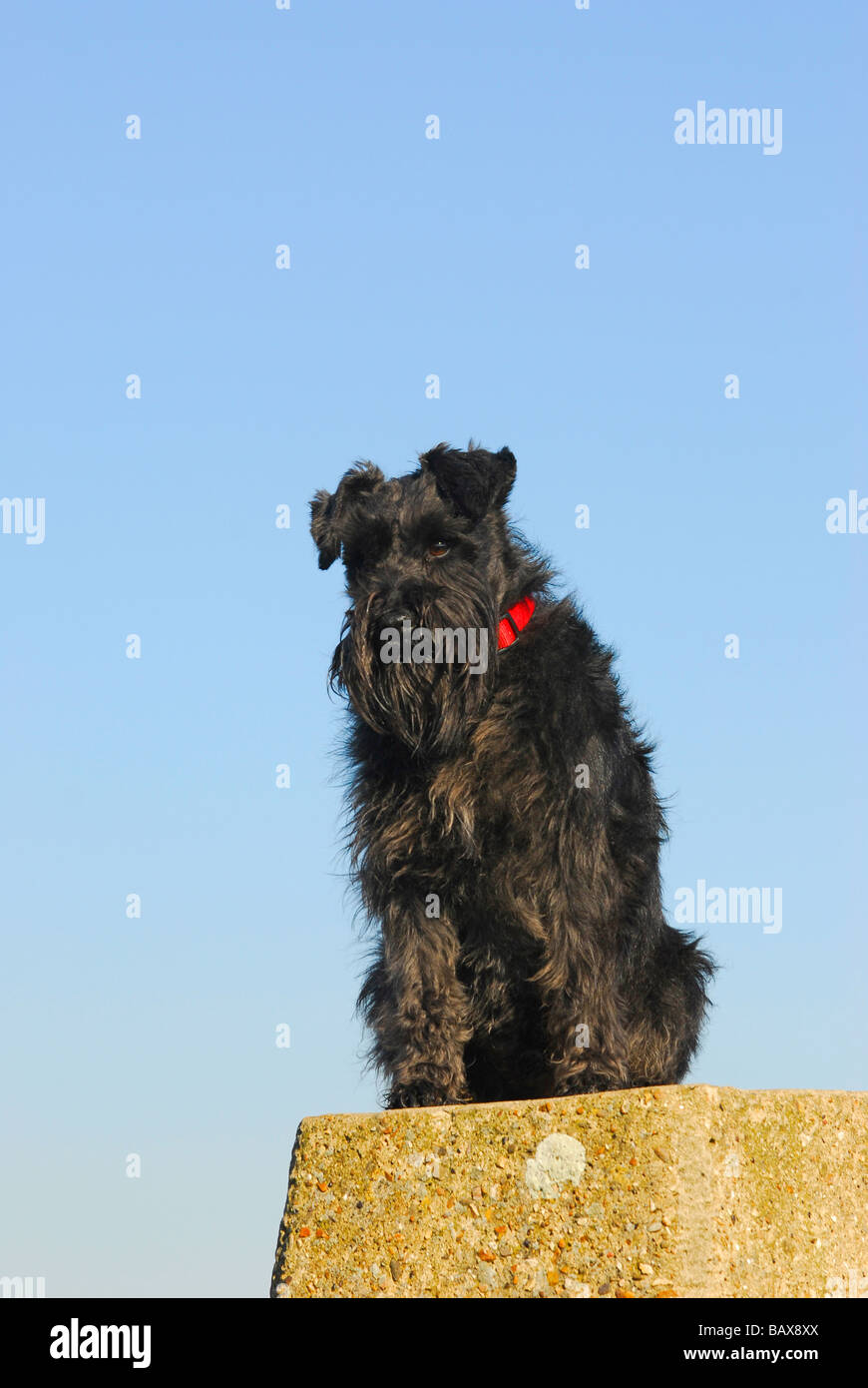 Junge Zwergschnauzer Stockfoto