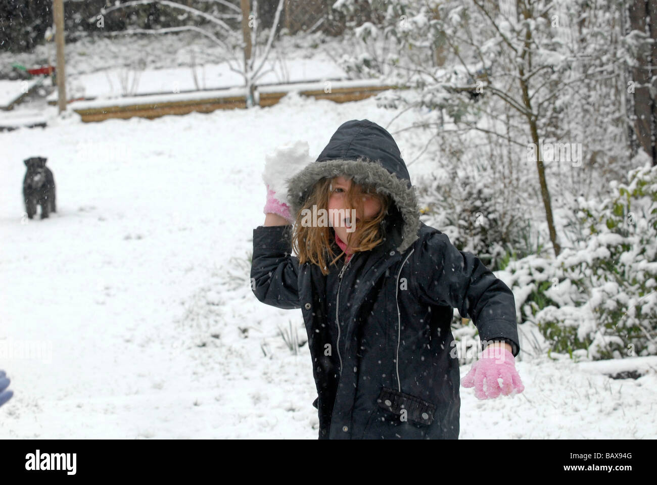 Junges Mädchen wirft einen Schneeball UK Stockfoto