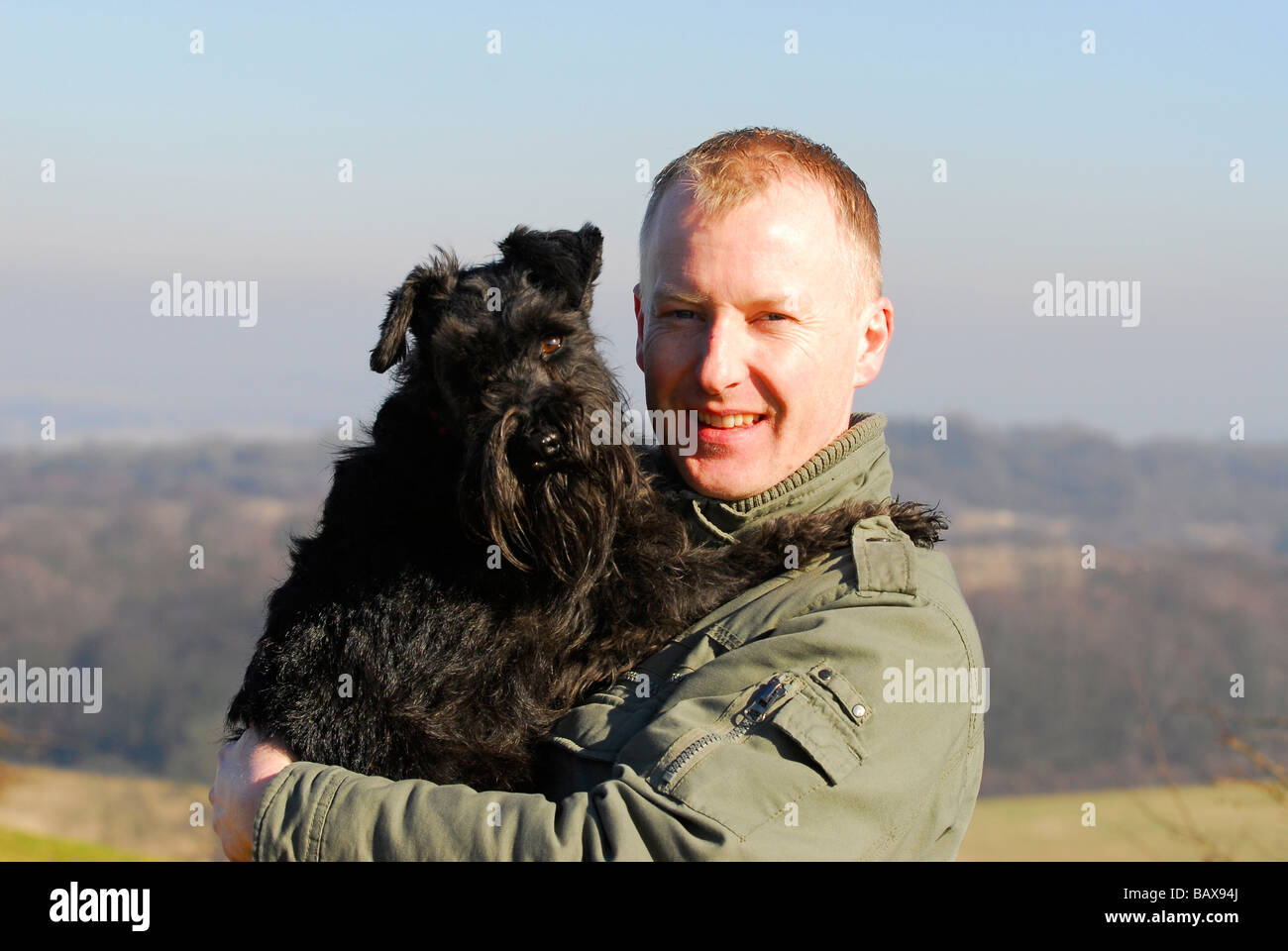 Junge Zwergschnauzer Stockfoto