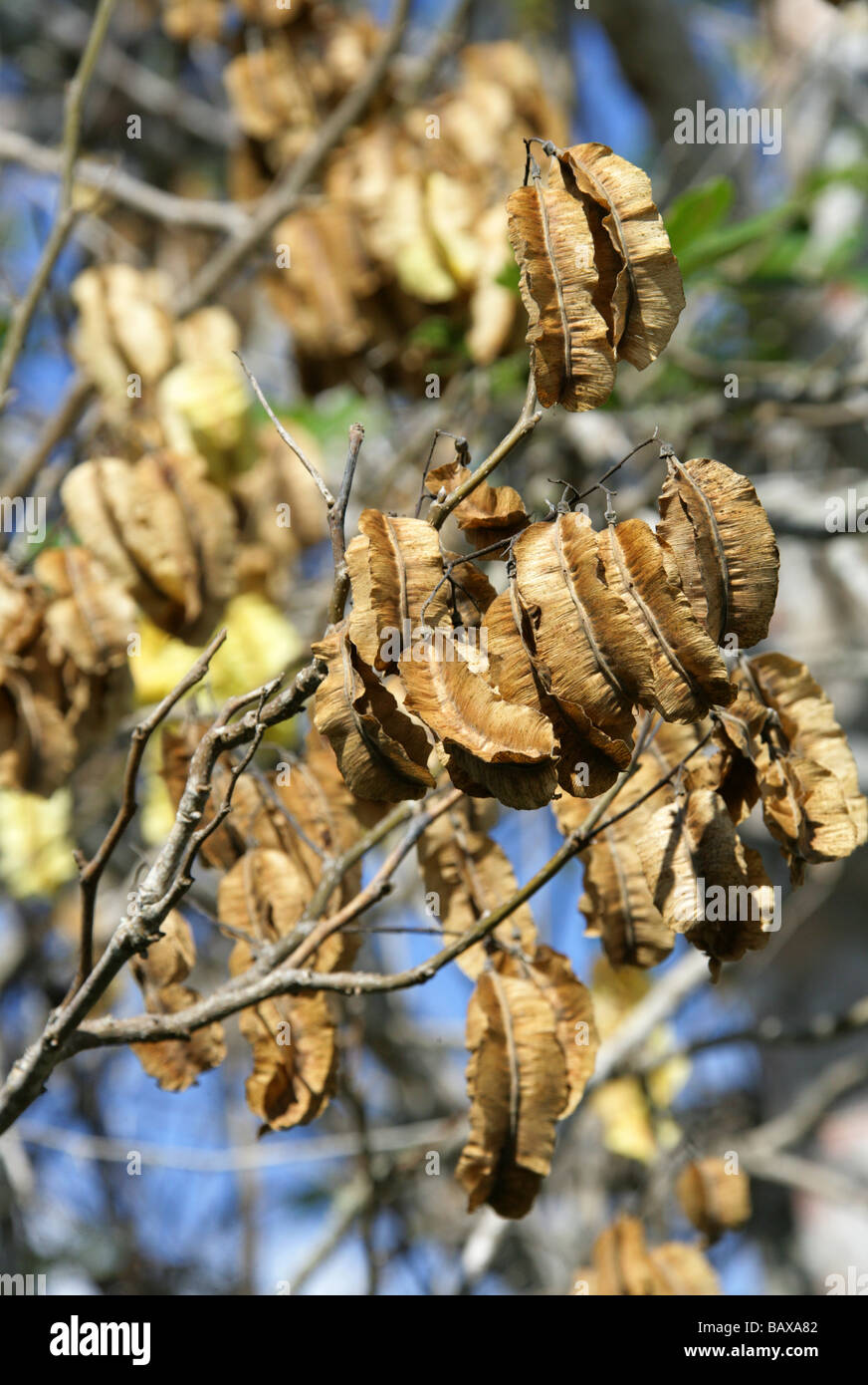 Palo Santo or Holy Wood Tree Seed Pods, Bursera graveolens, Santa Cruz Island in December, Galapagos Islands, Ecuador Stockfoto