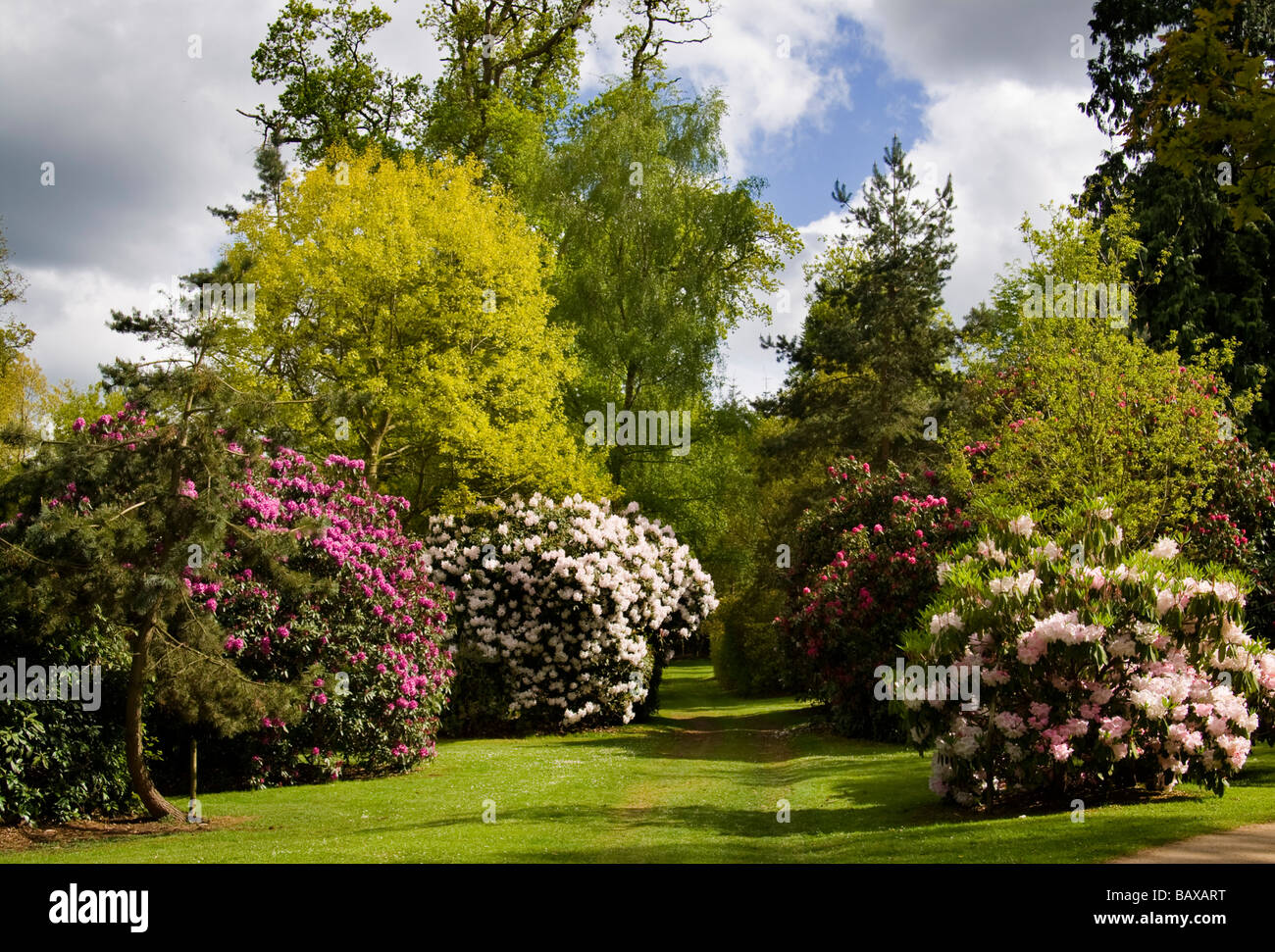 Rhododendren im Bowood House Stockfoto