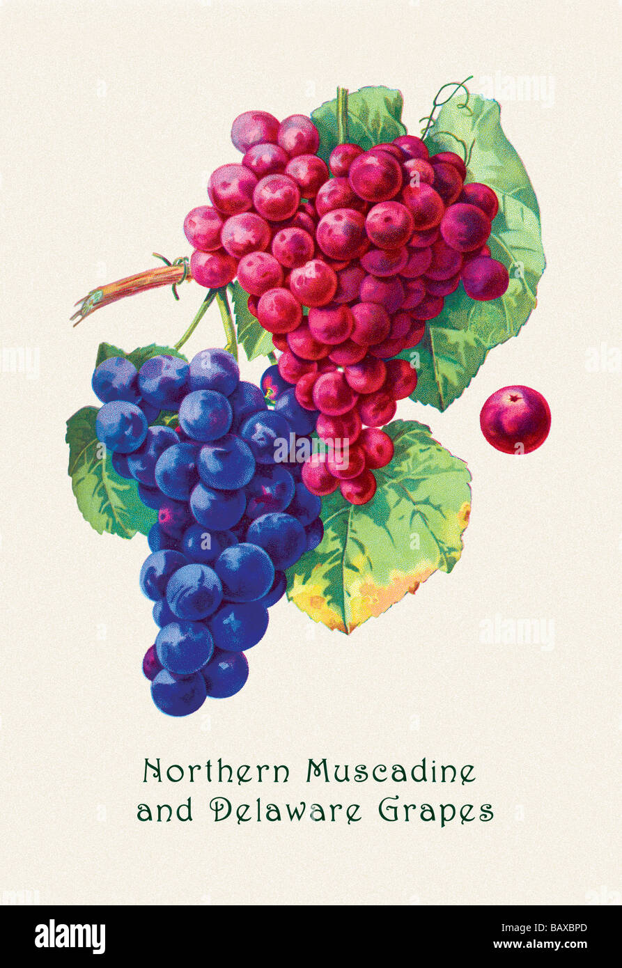 Nördlichen Muscadine und Delaware Trauben Stockfoto