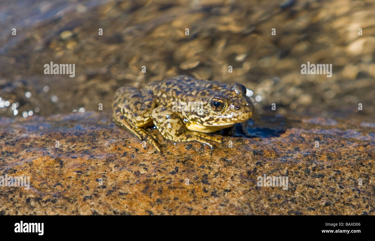 Berg-Yellow Legged Frog - Sierra Nevada, Kalifornien. Stockfoto