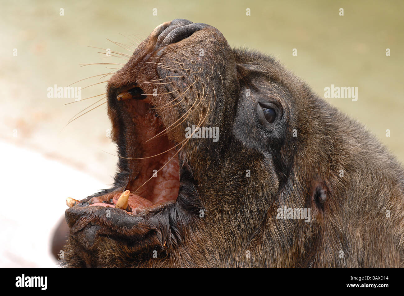 Seelöwe Stockfoto