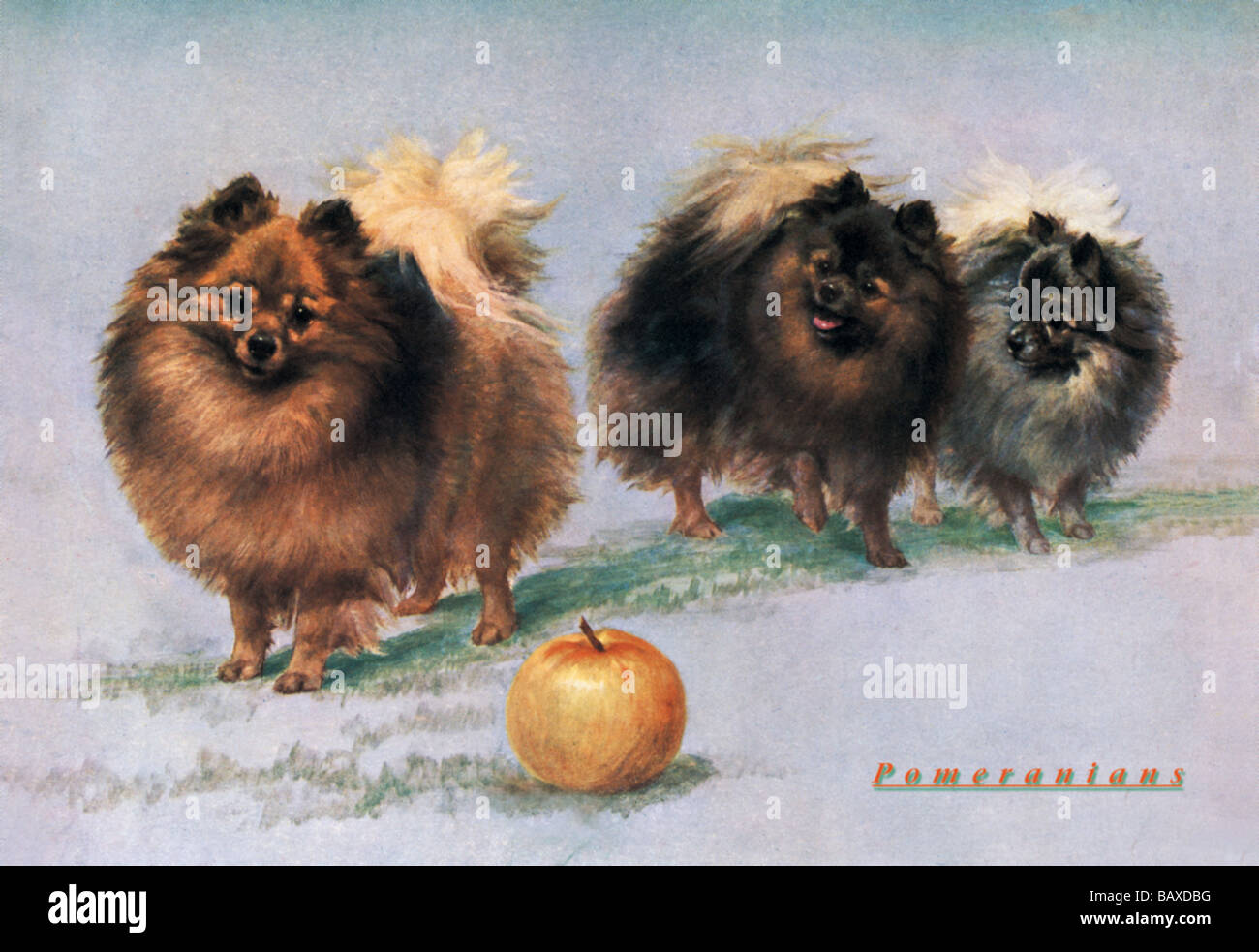 Drei der Frau Hall Walker Champion Pomeranians Stockfoto